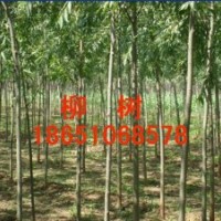 供應(yīng)山東直柳、山東直柳基地、山東竹柳基地、山東賣竹柳、山東竹