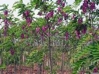 供應(yīng)香花槐 首選山西香花槐 紫穗槐