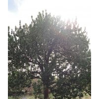 大華海棠苗木基地出售八棱海棠樹