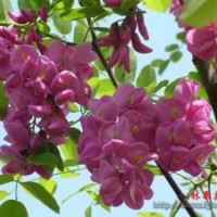 大量出售香花槐1.5公分以上