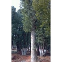 長(zhǎng)期大量供應(yīng)各種規(guī)格香樟