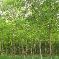 國(guó)槐 合歡 法桐2014最新價(jià)格山東翔宇苗木基地