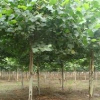 2014年國(guó)槐 白蠟 法桐等樹木出售