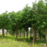 12公分國槐價(jià)格 14公分國槐價(jià)格