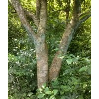 大量出售山茶樹樁