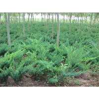 河北金葉榆基地