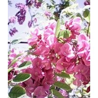 供應(yīng)香花槐