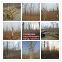 3公分速生法桐2014天津最新價格