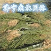 大量供應(yīng)國(guó)槐苗