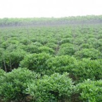 供海桐球，黃楊球，冬青球，火棘球，紅葉石楠球，小葉女貞球 衛(wèi)