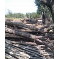 低價(jià)供應(yīng)8公分國(guó)槐