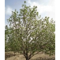 大華海棠苗木基地出售八棱海棠樹