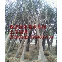 天津國槐價格-裸根截干國槐-各種規(guī)格國槐出售