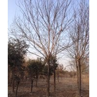 1-30公分法桐價(jià)格