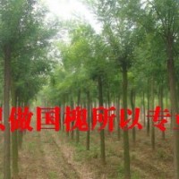 菏澤國(guó)槐價(jià)格6公分=140元