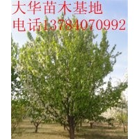 大華海棠苗木基地出售八棱海棠樹