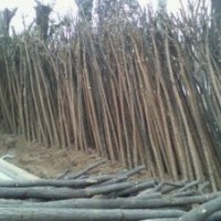 售8公分國(guó)槐