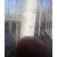 哈爾濱 供應(yīng)3至15公分銀中楊