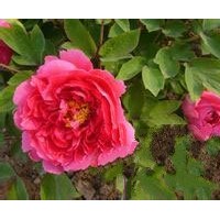 菏澤牡丹，牡丹價(jià)格，牡丹品種，哪里有好牡丹