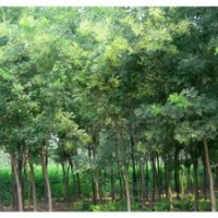 河北國槐價(jià)格