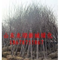 各種大量裸根白蠟全冠白蠟現(xiàn)貨