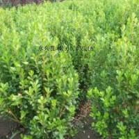 供應(yīng)：黃楊，大葉黃楊，法青，金邊黃楊，灑金柏等苗木。