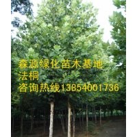 供應(yīng)法桐-法桐種植方法-法桐小苗批發(fā)