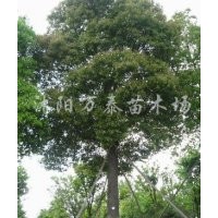 供應合歡、大葉女貞、欒樹、法桐、國槐、櫻花、木槿