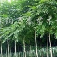 供應高桿女貞、櫸樹、樸樹、香樟