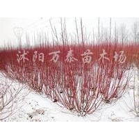 供應(yīng)紅楓、馬褂木、垂柳、金絲垂柳、紅瑞木