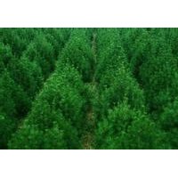 供應(yīng)山西白皮松1米白皮松