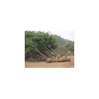 陜西40公分國(guó)槐價(jià)格