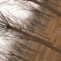 苗圃出售8公分國槐裸截