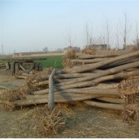 國槐價格 12公分國槐價格