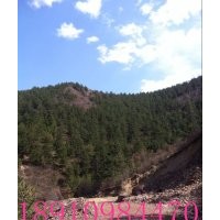 供應(yīng)油松出售2.5米到8米不同規(guī)格的油松苗