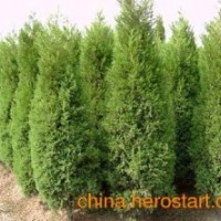 供應側柏苗、山西側柏苗