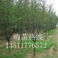 紅葉小檗、金葉女貞、灑金柏、百日紅，紅花繼木、紅葉李、紫葉桃