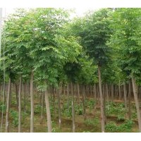 湖南哪里有7公分刺槐價格-8公分刺槐價格