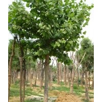 10公分國槐價(jià)格-50公分國槐價(jià)格