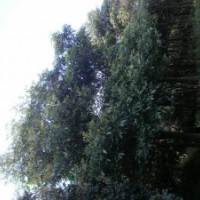 出售盆架子、藍(lán)花楹、黃花風(fēng)鈴木