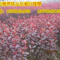 大量供應(yīng)叢生紫葉矮櫻，紫葉矮櫻小苗價格，營養(yǎng)缽紫葉矮櫻苗