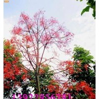 火焰木 武生花木場，武新花木場