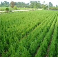 蜀檜，檜柏，快柏，蜀快