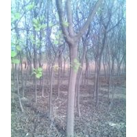 各種規(guī)格黃櫨