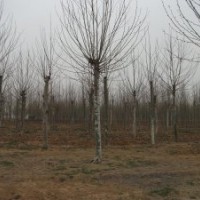 出售法桐 白蠟 國槐 欒樹等綠化苗木