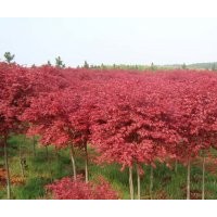 供應 紅楓 美國紅楓 日本紅楓