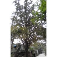 大量供應40公分銀杏實生樹