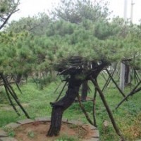 供應 景觀松樹 造型油松 優(yōu)質(zhì)黑松 園林工程