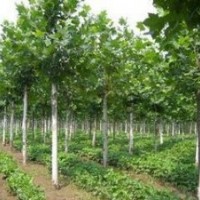 法桐小苗 5公分法桐 8公分法桐 12公分法桐 15公分法桐