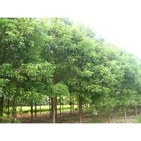 10公分香樟樹 20公分香樟樹 30公分香樟樹